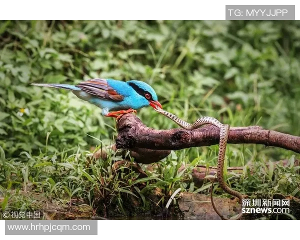 足球明星化身动物的奇幻旅程探索他们的特质与魅力